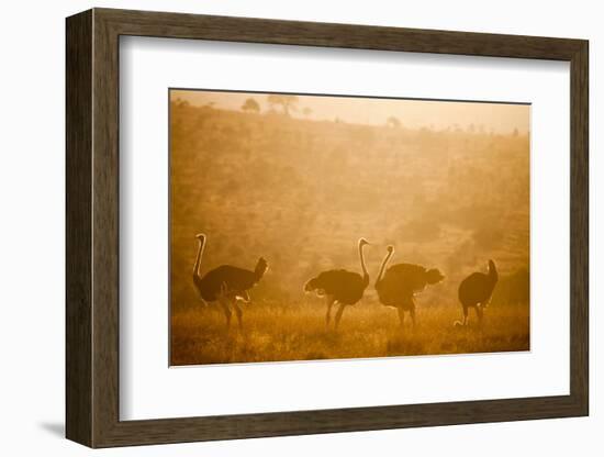 Ostriches (Struthio Camelus) at Sunset, Kenya, East Africa, Africa-John Alexander-Framed Photographic Print