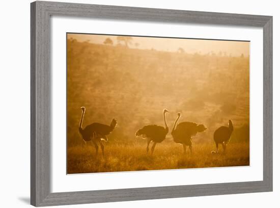 Ostriches (Struthio Camelus) at Sunset, Kenya, East Africa, Africa-John Alexander-Framed Photographic Print