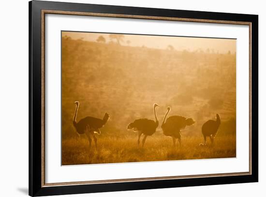 Ostriches (Struthio Camelus) at Sunset, Kenya, East Africa, Africa-John Alexander-Framed Photographic Print