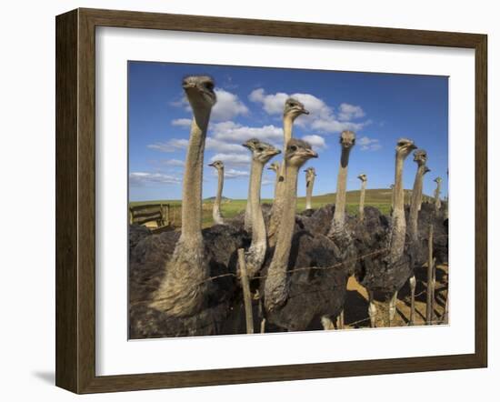 Ostriches, Struthio Camelus, on Ostrich Farm, Western Cape, South Africa, Africa-Steve & Ann Toon-Framed Photographic Print