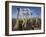 Ostriches, Struthio Camelus, on Ostrich Farm, Western Cape, South Africa, Africa-Steve & Ann Toon-Framed Photographic Print