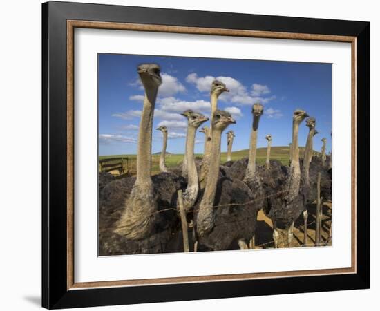 Ostriches, Struthio Camelus, on Ostrich Farm, Western Cape, South Africa, Africa-Steve & Ann Toon-Framed Photographic Print