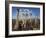 Ostriches, Struthio Camelus, on Ostrich Farm, Western Cape, South Africa, Africa-Steve & Ann Toon-Framed Photographic Print