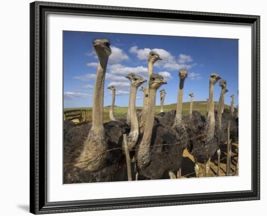 Ostriches, Struthio Camelus, on Ostrich Farm, Western Cape, South Africa, Africa-Steve & Ann Toon-Framed Photographic Print