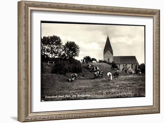 Ostseebad Insel Poel, Partie Am Wallgraben, Weidende Kühe, Kirche-null-Framed Giclee Print
