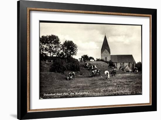 Ostseebad Insel Poel, Partie Am Wallgraben, Weidende Kühe, Kirche-null-Framed Giclee Print