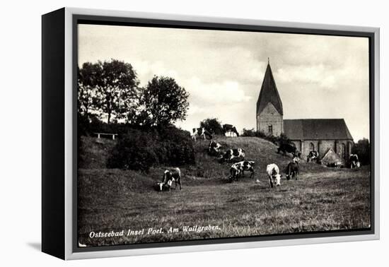 Ostseebad Insel Poel, Partie Am Wallgraben, Weidende Kühe, Kirche-null-Framed Premier Image Canvas