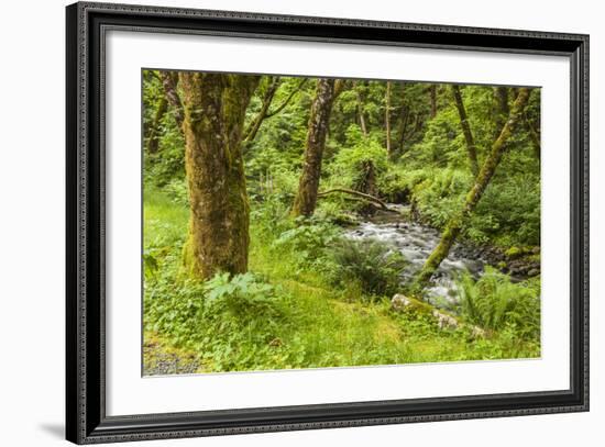 Oswald West State Park, Oregon. a Sylvan View of Short Sand Creek-Michael Qualls-Framed Photographic Print