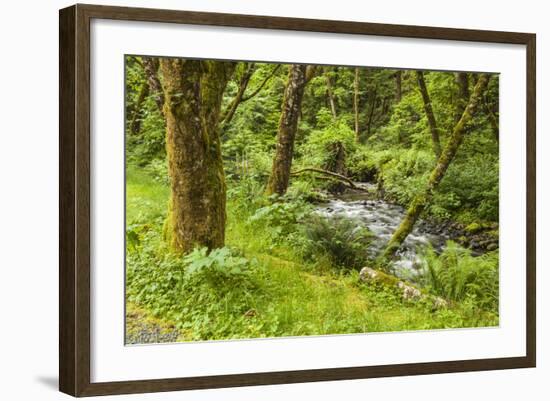 Oswald West State Park, Oregon. a Sylvan View of Short Sand Creek-Michael Qualls-Framed Photographic Print