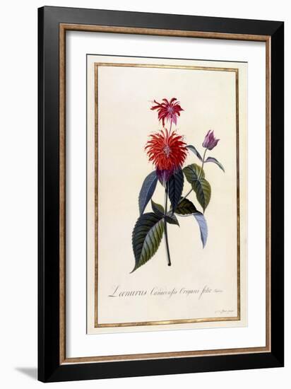 Oswego Tea Plant, C.1740-Georg Dionysius Ehret-Framed Giclee Print