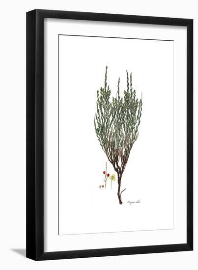 Osyris Alba,  Flora Graeca-Ferdinand Bauer-Framed Giclee Print