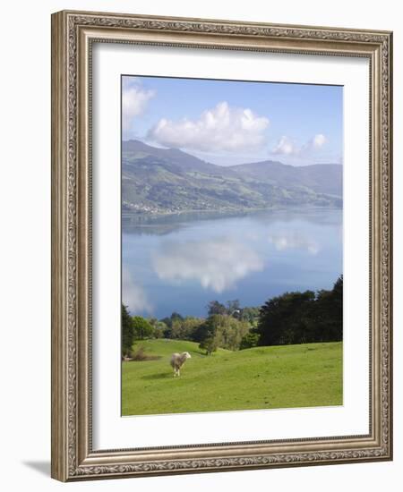 Otago Harbour, Otago Peninsula, Otago, South Island, New Zealand, Pacific-Michael Snell-Framed Photographic Print