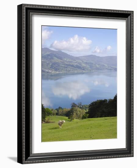 Otago Harbour, Otago Peninsula, Otago, South Island, New Zealand, Pacific-Michael Snell-Framed Photographic Print