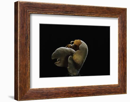 Otidea Cochleata (Brown Ear)-Paul Starosta-Framed Photographic Print