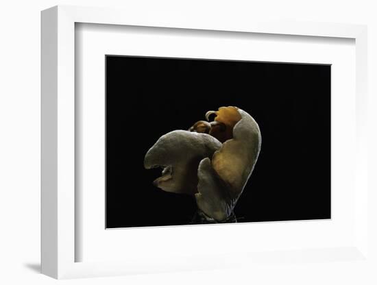Otidea Cochleata (Brown Ear)-Paul Starosta-Framed Photographic Print