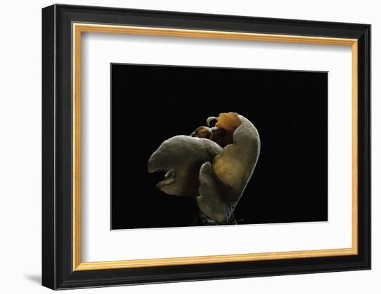 Otidea Cochleata (Brown Ear)-Paul Starosta-Framed Photographic Print