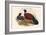 Otidiphaps Cervicalis - Grey-Naped Pheasant Pigeon-John Gould-Framed Art Print