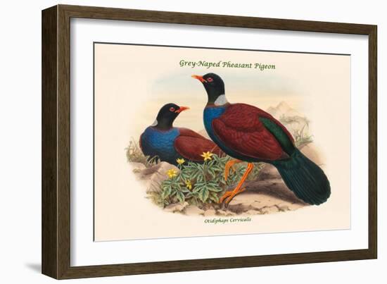 Otidiphaps Cervicalis - Grey-Naped Pheasant Pigeon-John Gould-Framed Art Print