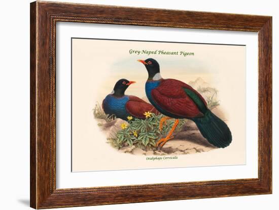 Otidiphaps Cervicalis - Grey-Naped Pheasant Pigeon-John Gould-Framed Art Print