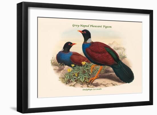 Otidiphaps Cervicalis - Grey-Naped Pheasant Pigeon-John Gould-Framed Art Print