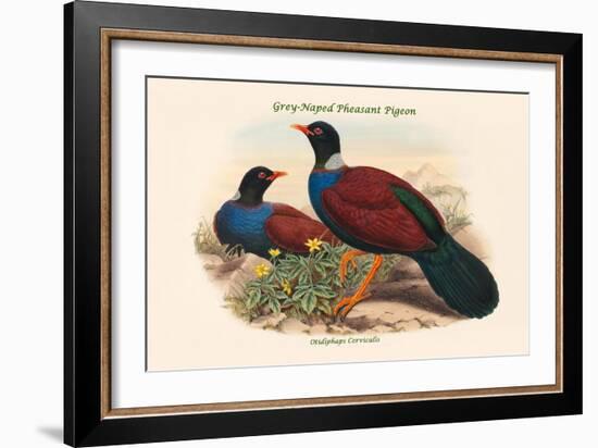 Otidiphaps Cervicalis - Grey-Naped Pheasant Pigeon-John Gould-Framed Art Print