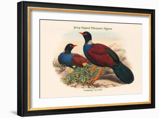 Otidiphaps Cervicalis - Grey-Naped Pheasant Pigeon-John Gould-Framed Art Print