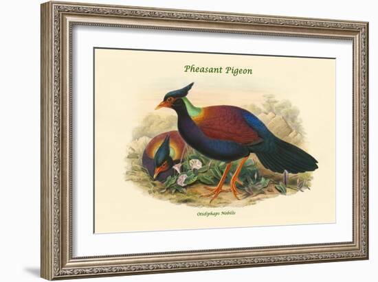 Otidiphaps Nobilis - Pheasant Pigeon-John Gould-Framed Art Print