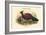 Otidiphaps Nobilis - Pheasant Pigeon-John Gould-Framed Art Print