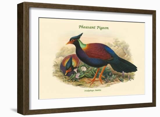 Otidiphaps Nobilis - Pheasant Pigeon-John Gould-Framed Art Print