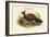 Otidiphaps Nobilis - Pheasant Pigeon-John Gould-Framed Art Print
