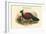 Otidiphaps Nobilis - Pheasant Pigeon-John Gould-Framed Art Print