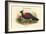 Otidiphaps Nobilis - Pheasant Pigeon-John Gould-Framed Art Print