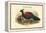 Otidiphaps Nobilis - Pheasant Pigeon-John Gould-Framed Stretched Canvas