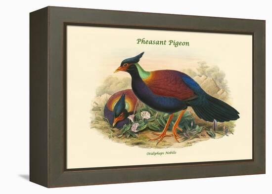 Otidiphaps Nobilis - Pheasant Pigeon-John Gould-Framed Stretched Canvas