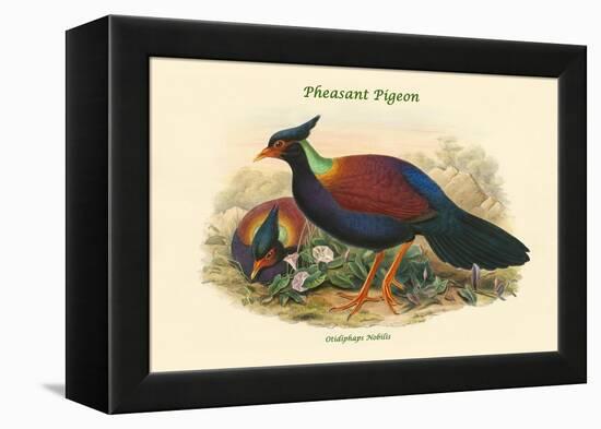 Otidiphaps Nobilis - Pheasant Pigeon-John Gould-Framed Stretched Canvas