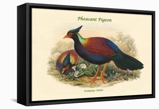 Otidiphaps Nobilis - Pheasant Pigeon-John Gould-Framed Stretched Canvas