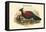 Otidiphaps Nobilis - Pheasant Pigeon-John Gould-Framed Stretched Canvas