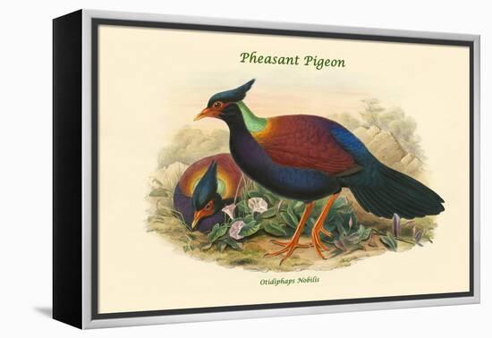 Otidiphaps Nobilis - Pheasant Pigeon-John Gould-Framed Stretched Canvas