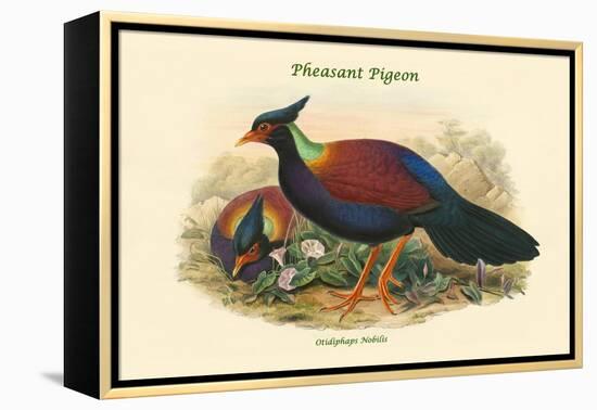 Otidiphaps Nobilis - Pheasant Pigeon-John Gould-Framed Stretched Canvas