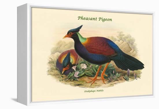 Otidiphaps Nobilis - Pheasant Pigeon-John Gould-Framed Stretched Canvas