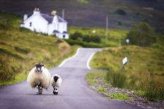 Two Sheep Walking on Street in Scotland-OtmarW-Framed Premier Image Canvas