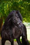 Beautiful Friesian Horse-ots-photo-Mounted Photographic Print