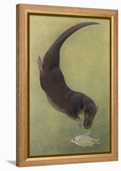 Otter and Fish-null-Framed Stretched Canvas