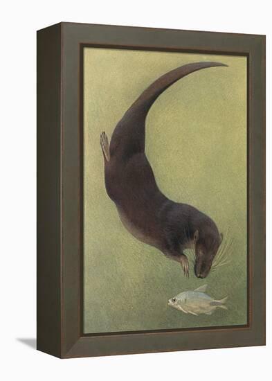 Otter and Fish-null-Framed Stretched Canvas