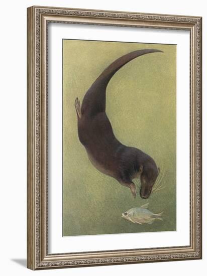 Otter and Fish-null-Framed Art Print