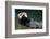 Otter Greeting-neelsky-Framed Photographic Print