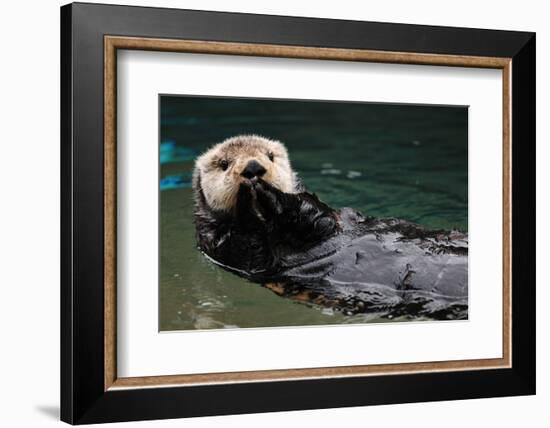 Otter Greeting-neelsky-Framed Photographic Print