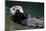 Otter Greeting-neelsky-Mounted Photographic Print