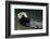 Otter Greeting-neelsky-Framed Photographic Print