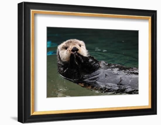 Otter Greeting-neelsky-Framed Photographic Print